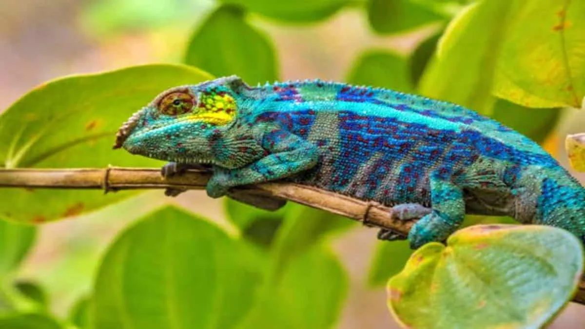 Fakta unik bunglon yang mampu mengubah warna tubuh bukan sekadar untuk berkamuflase. Foto: ist/net