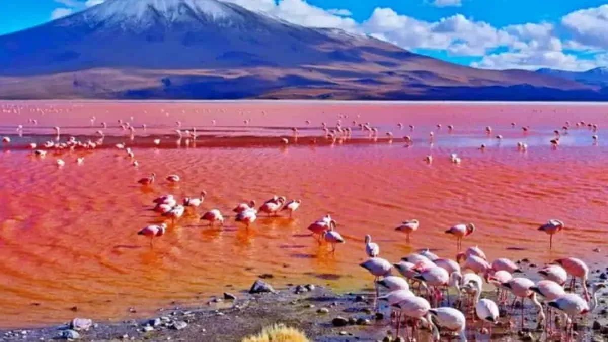 Danau Natron di Tanzania Utara yang menjadi benteng alami burung flamingo. Foto: net/